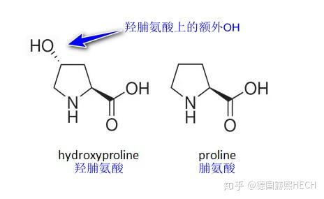 3种典型氨基酸在胶原蛋白合成中的作用