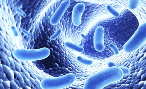 美一项医学研究发现 微生物群改变可能影响记忆学习能力